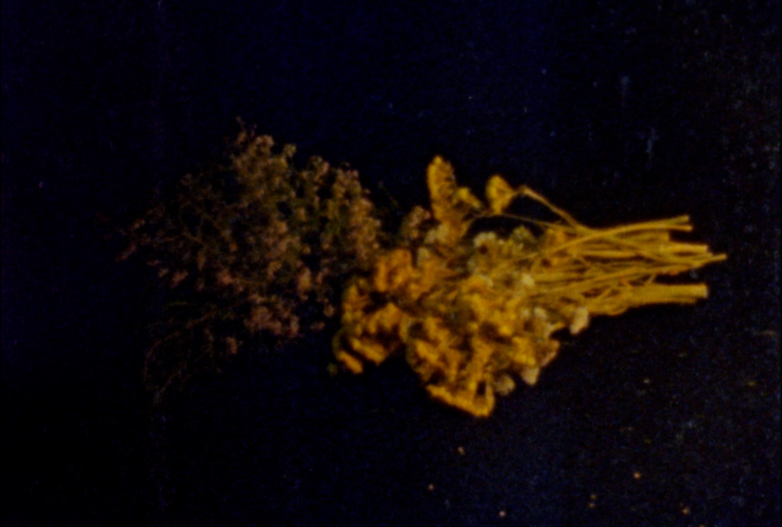 Still nature, yellow dry flowers with a black background
