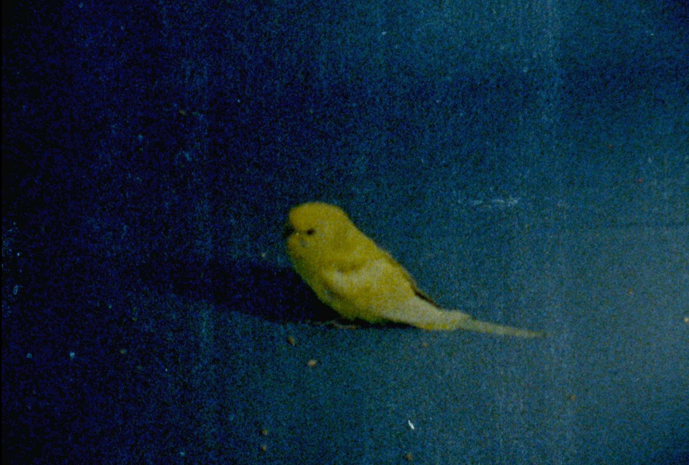 A yellow canary in a blue background